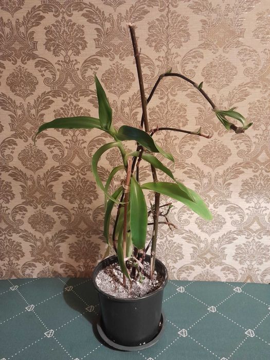 Кализию ("Золотой ус") продам