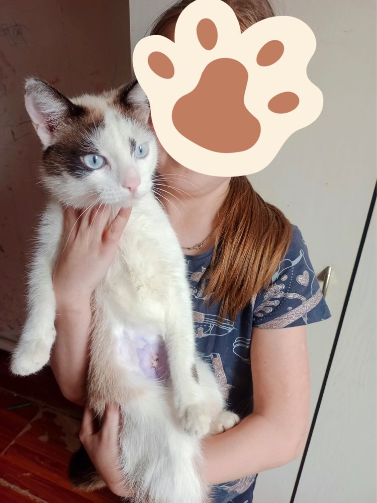 Отдам молодого котика