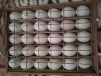 Гусиные яйца под инкубатор