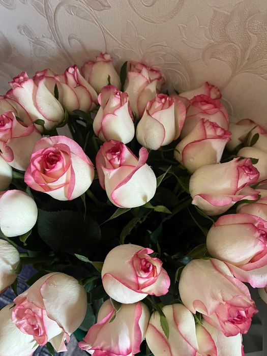 Бело-розовый Роза голландская