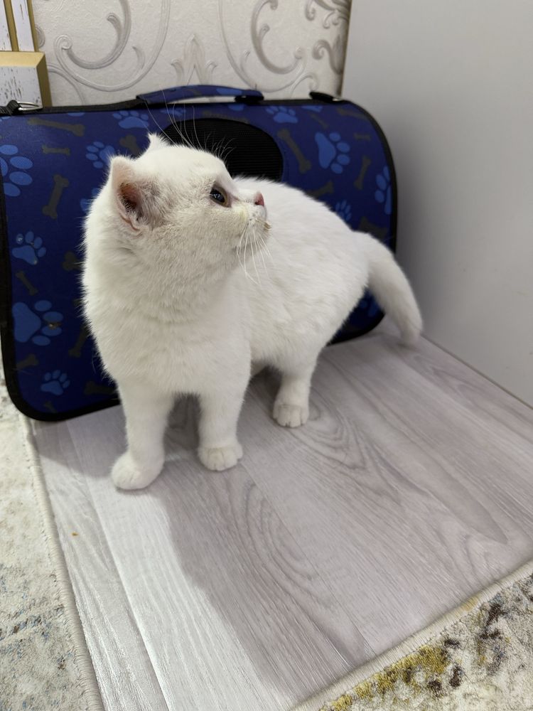 шотландский скоттиш-фолд