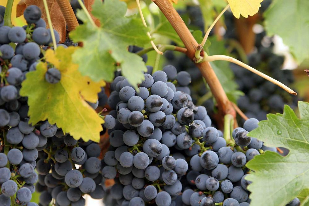 Struguri pentru vin bio, nestropiti, diverse soiuri