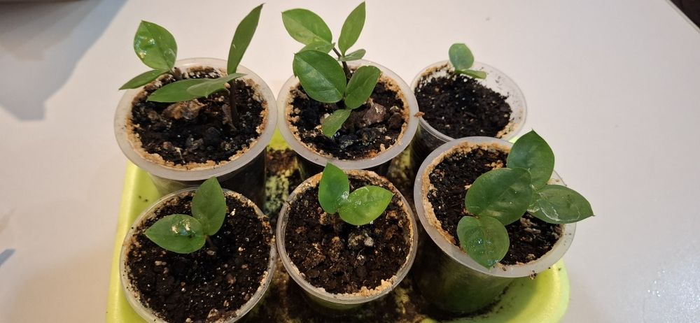 Замиокулькас детки (долларовое дерево)