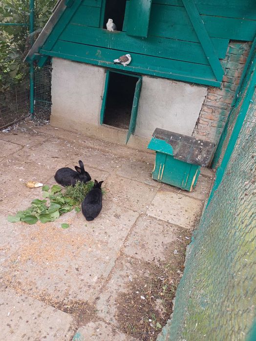 Vând 2 iepuroi tineri