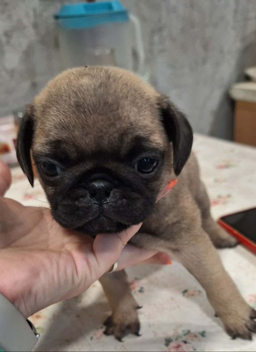 Продавам чистокръвни мопсчета