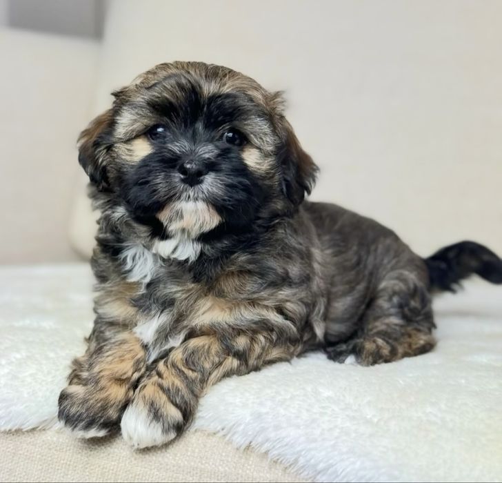 Bichon havanez 500 lei