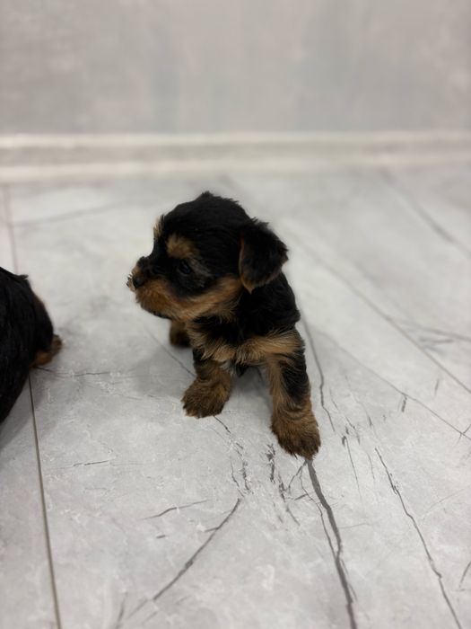 Йоркширски териер