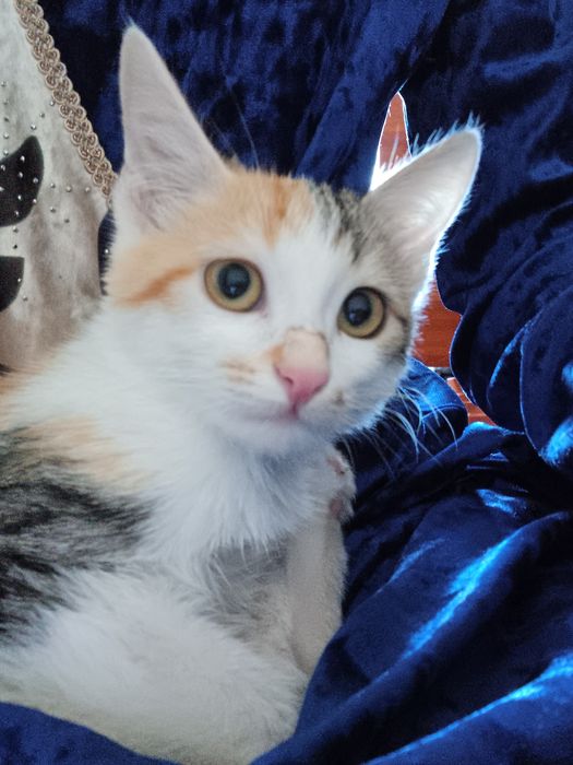 Hadiyaga mushuk termiz