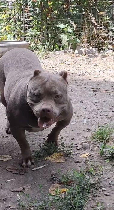 Vând Femelă American Bully Pokett de 3 Ani cu Pedigree !!
