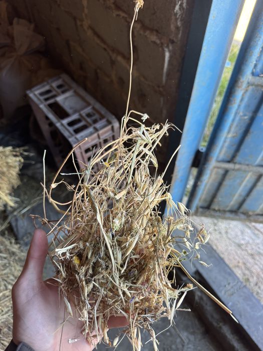 Baloti lucerna cu ovaz