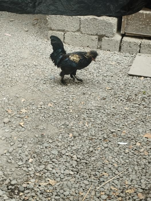 Yapon xoʻroz zotli