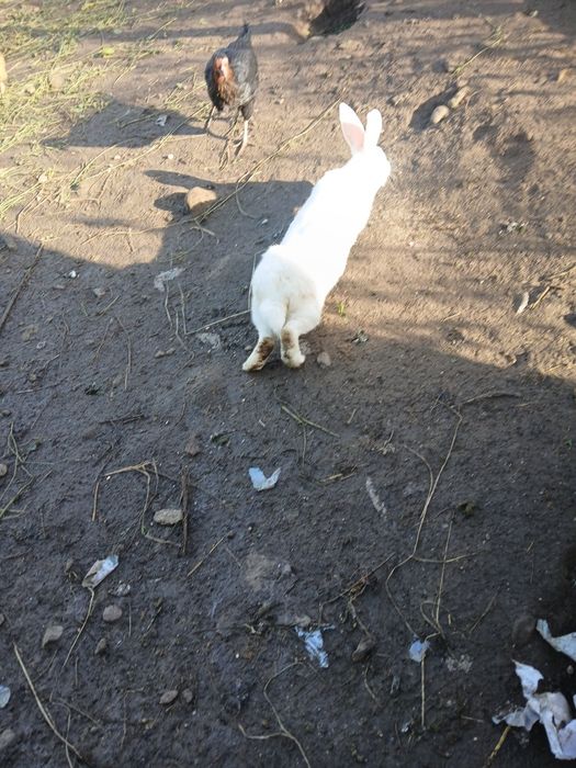 Vând iepuri, adulți și pui.