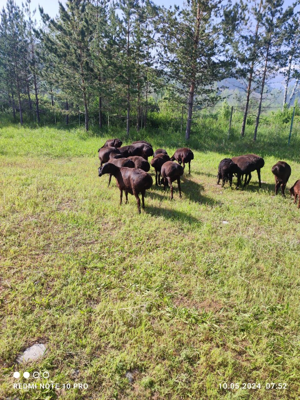 Продам баран ,остальное по тел