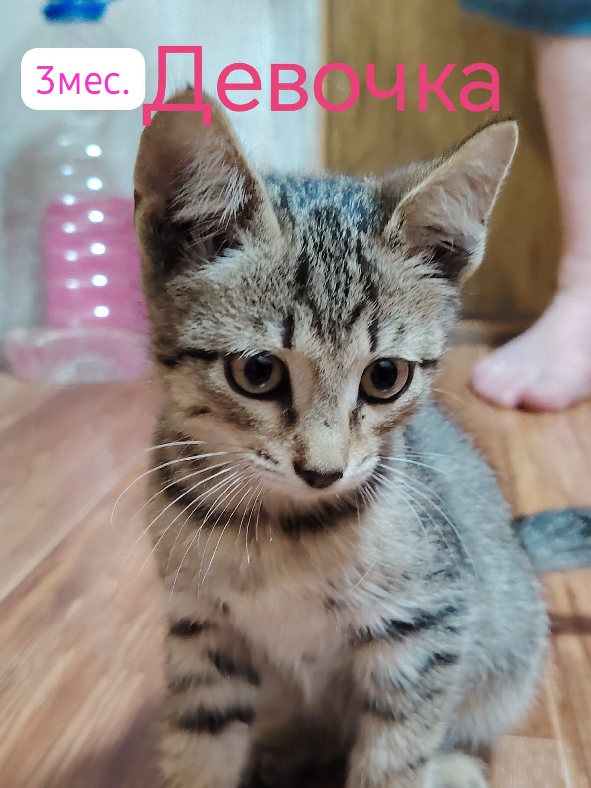 Котята бесплатно