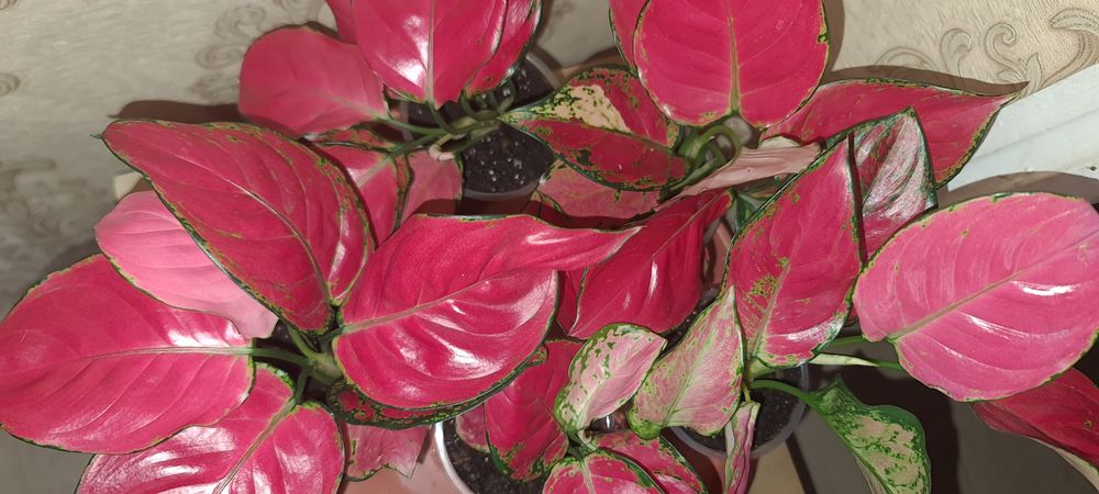 Продам аглаонему