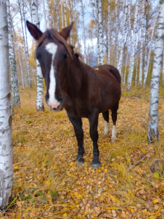 Se vinde mânză de aproape 2 ani