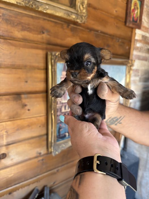 Йоркширски териери