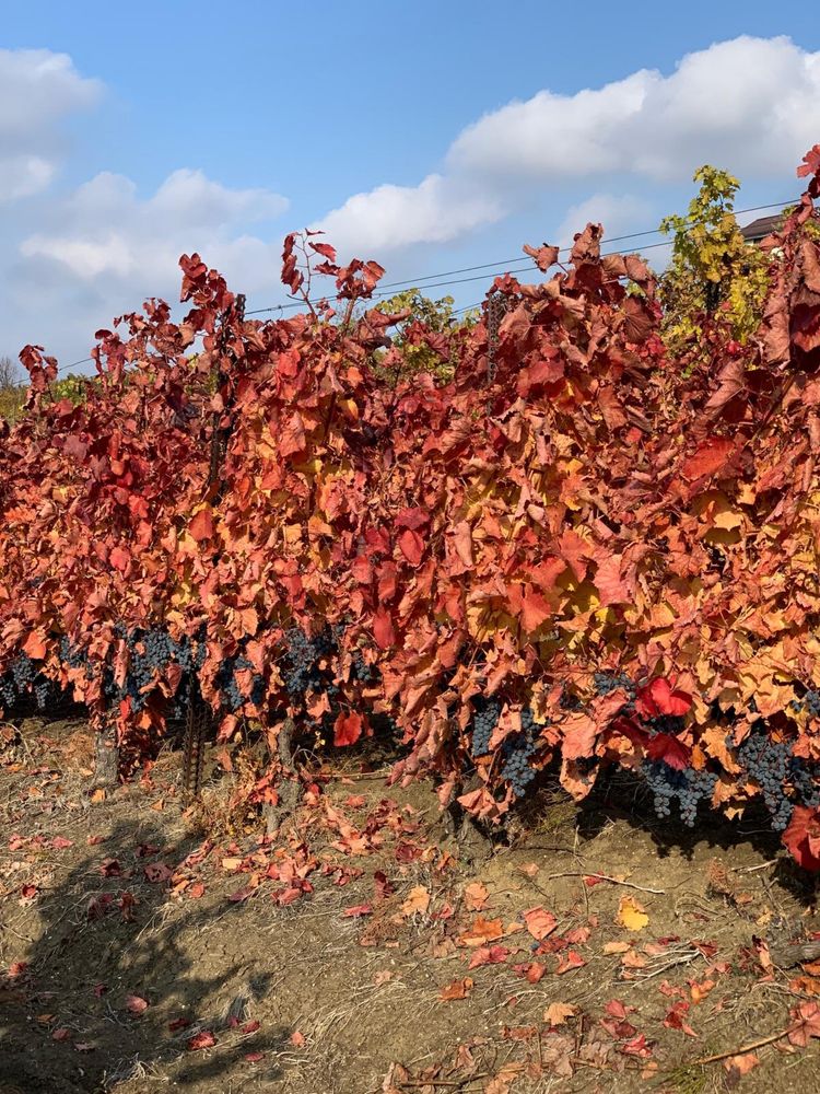 Struguri tamaioasa cramposie merlot cabernet ptr vin Dragasani
