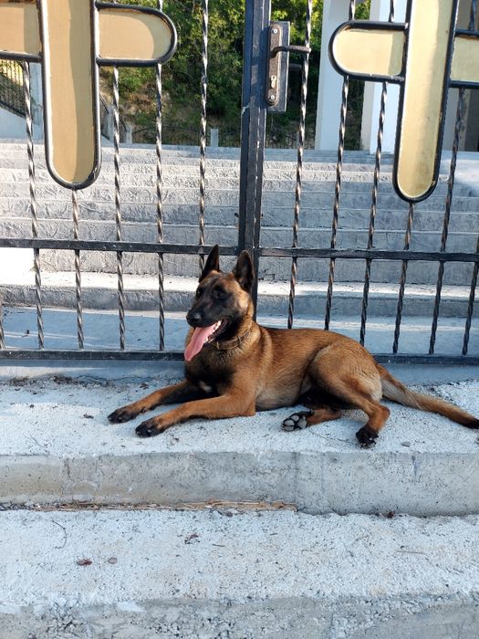 Белгийска овчарка 1г и4м Женскаес