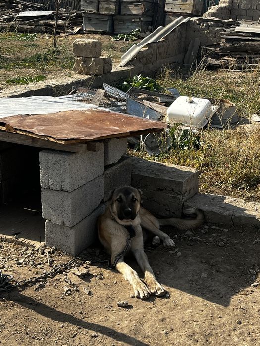 Собакка 8месяццц