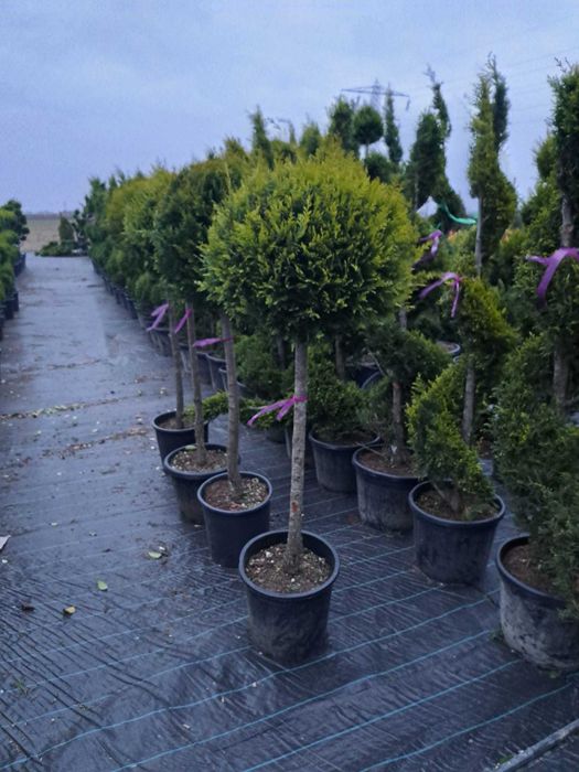 Tuia leylandi chiparos 1m-2,5m