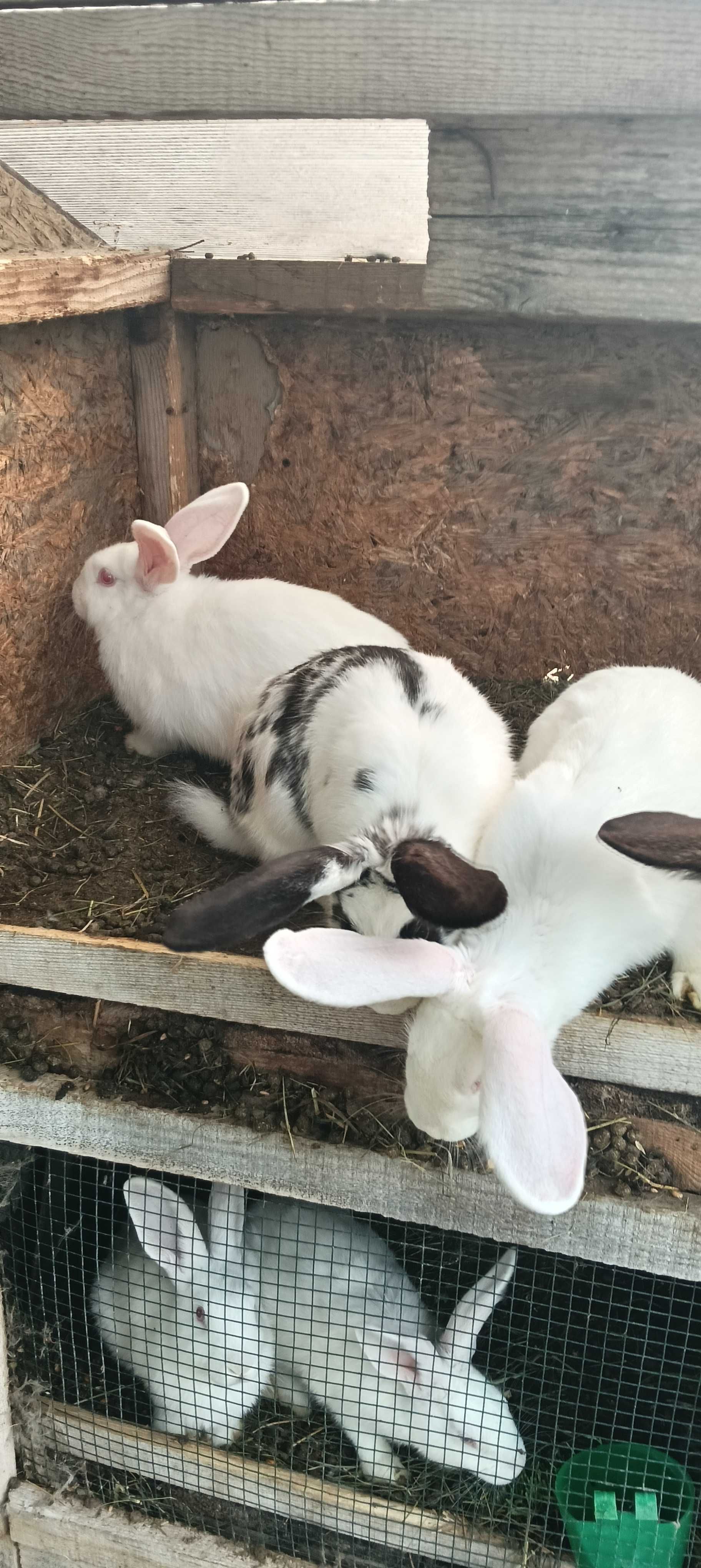 Iepuri mari și mici