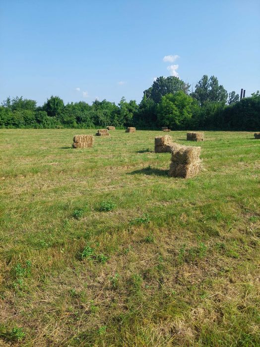 Vând baloti de fân