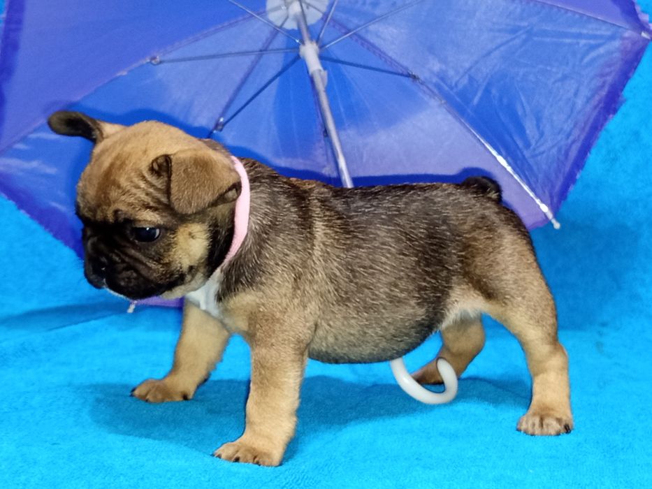 Ранее бранирование