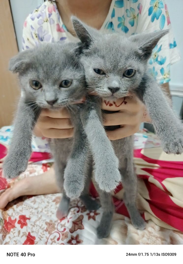 Фолд и Страйт котят
