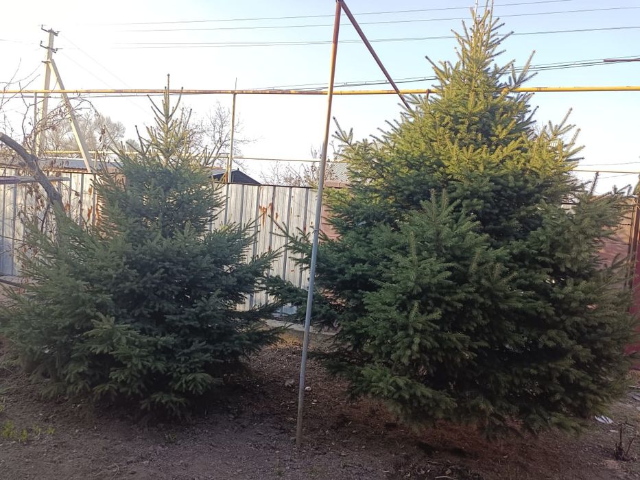 Продам красивые  ёлки