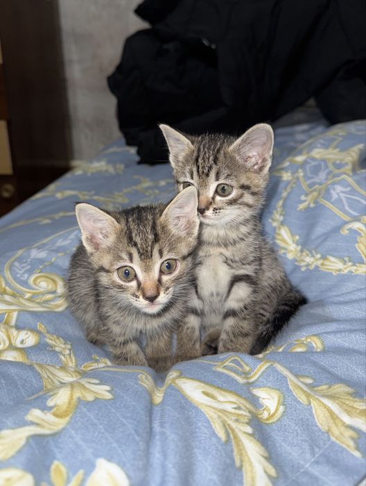 Мысык/маргау/котята