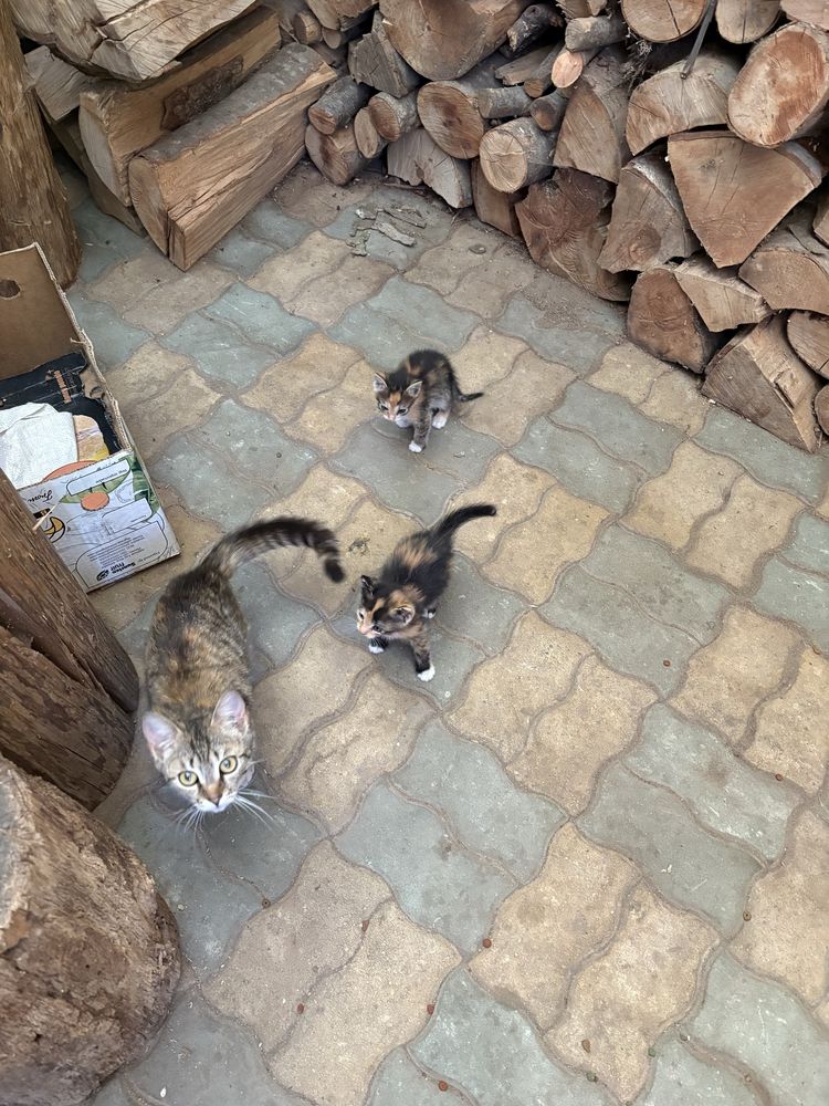 Ofer doua pisicute gratuit pentru iubitorii de animale