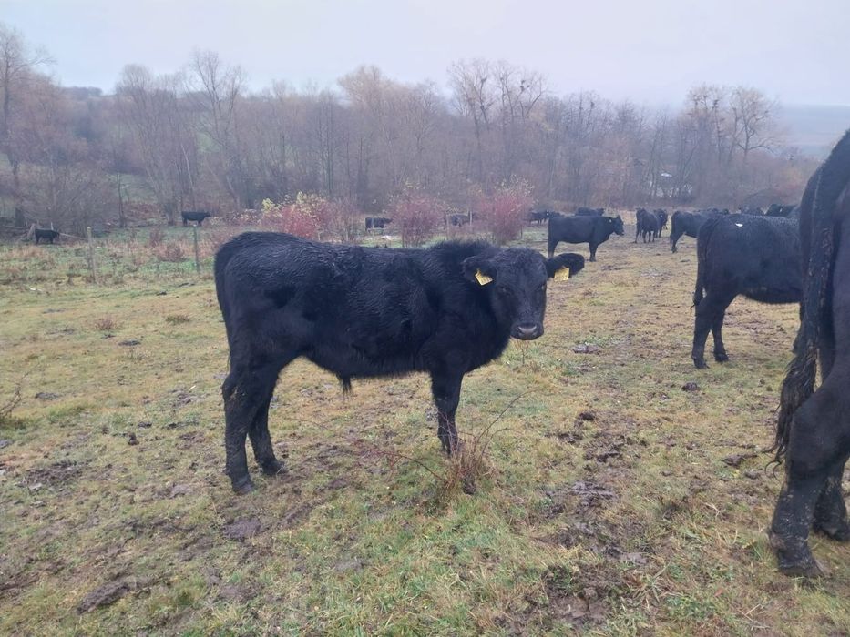 Vand 2 taurasi angus