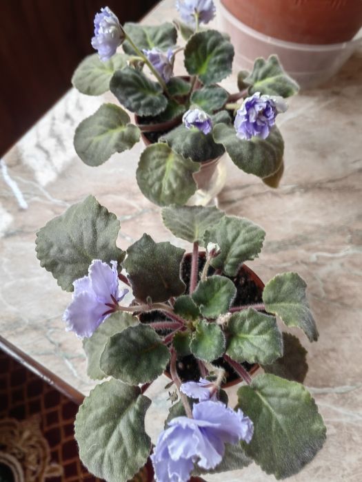 Продам цветы: сансевиерия и фиалки