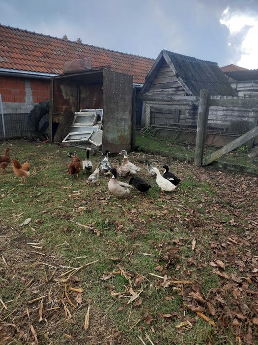 Vand sau schimb rate polare