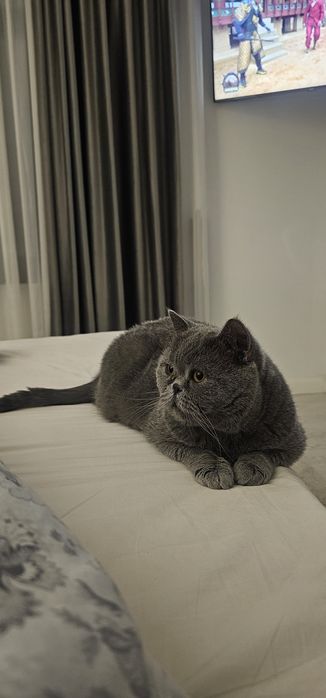 British shorthair cu pedigree