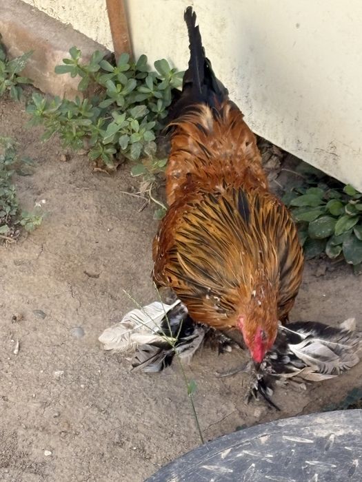 Cocoș Mii de Florii