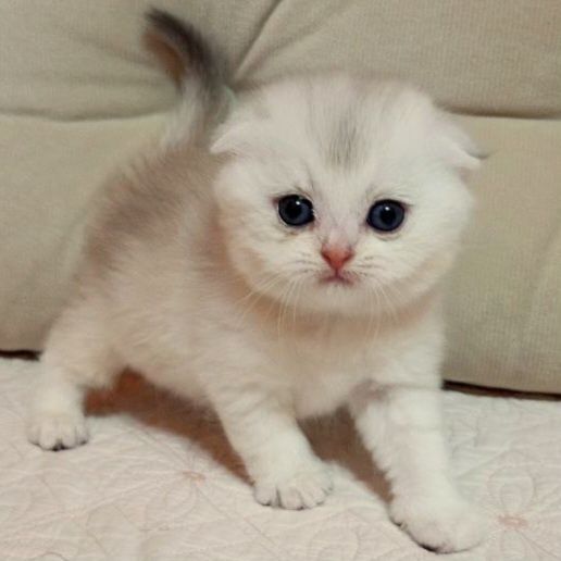 Продаётся чудная девочка скотишфолд,шиншилла.