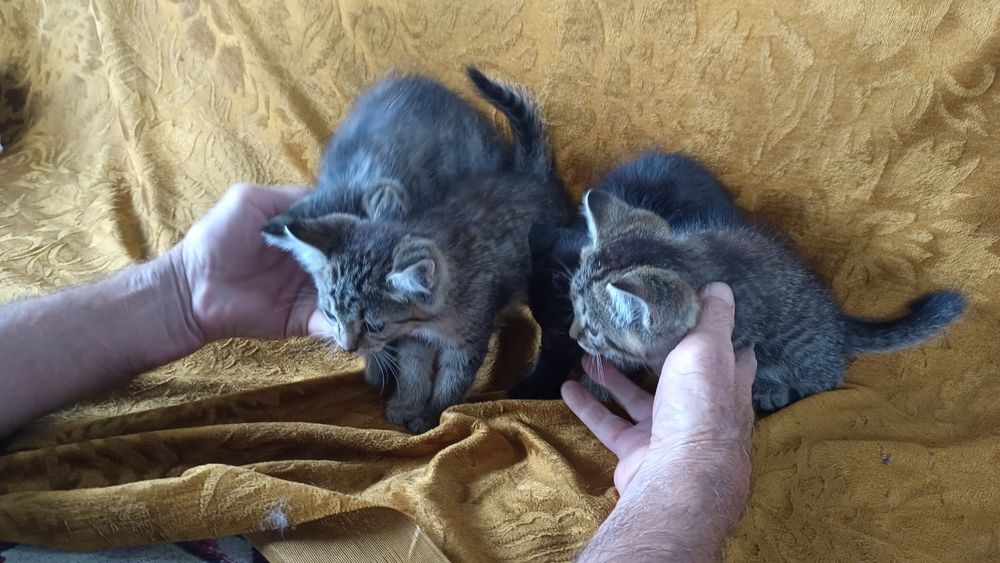 котята полосатые 2 шт и 1 черный
