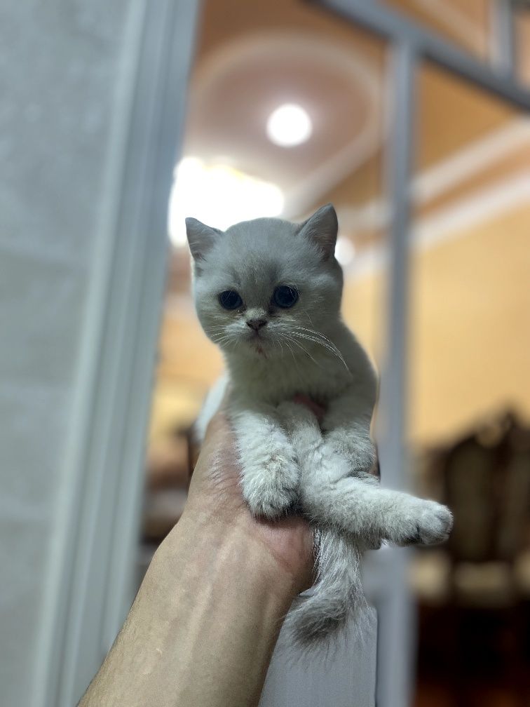Британские серебристий шиншилла