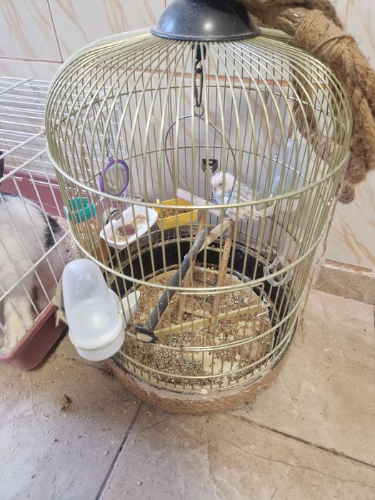 Peruș-papagal (fetiță)