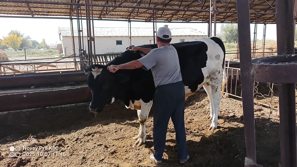 Тозза конли голштин Хугиз сотилади