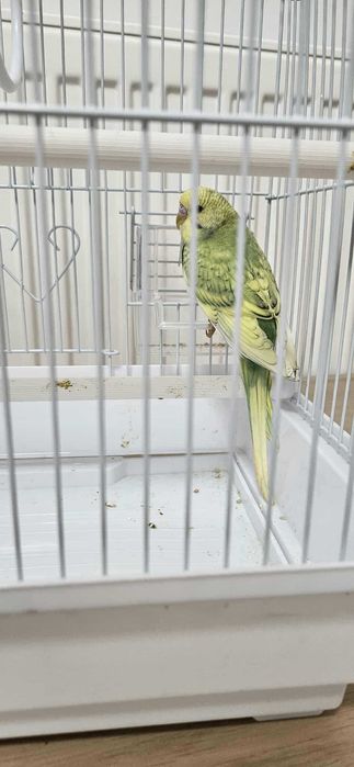 Perusi pui in colivie noua