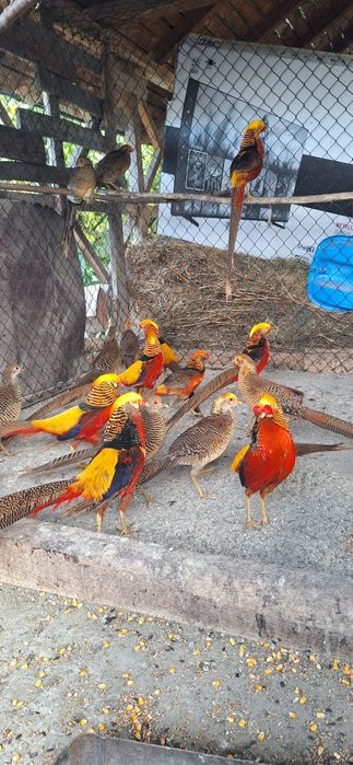 Fazani auriu pe rosu,struti nandu,pauni!