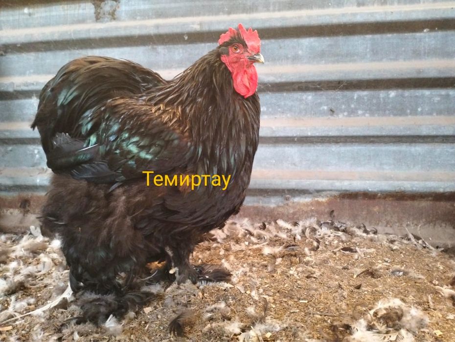 Семейка 1+2 Чистокровный Кохинхин