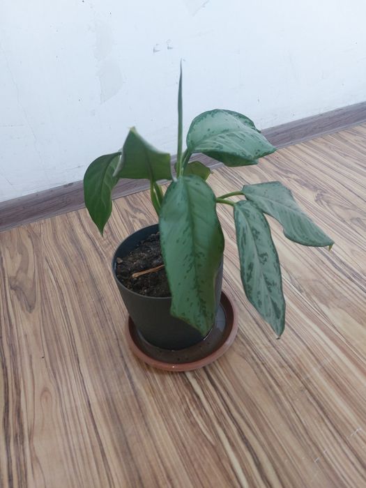 Продам домашний комнатный цветок