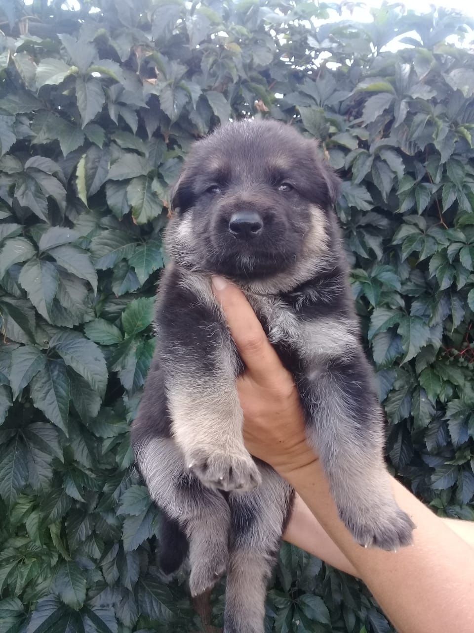 Кобель ВЕО на вязку