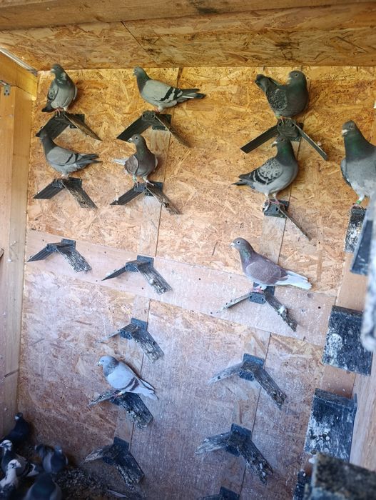 Vând porumbei voiajori