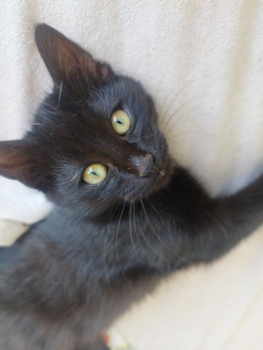 котенца от Созопол