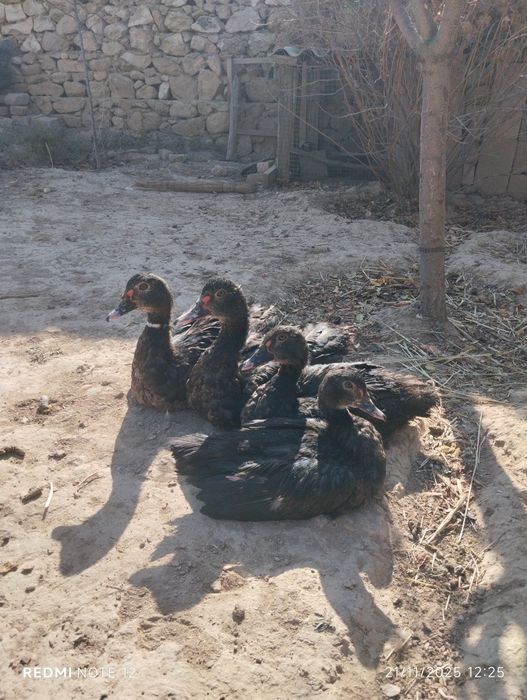 Индоутка жўжалари сотилади.